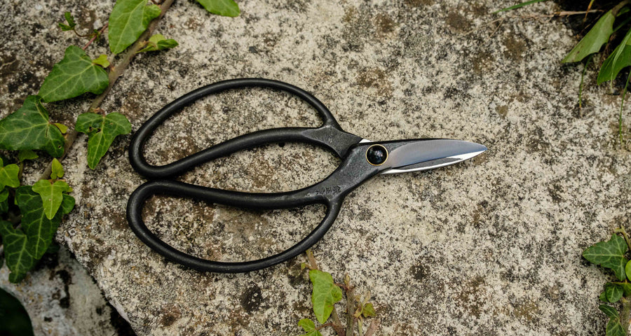 Bonsai Wakashishi Scissors Shirogami 60mm (2.4")